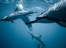 鲸鱼体育平台-F1中国站开赛在即三天门票已售罄